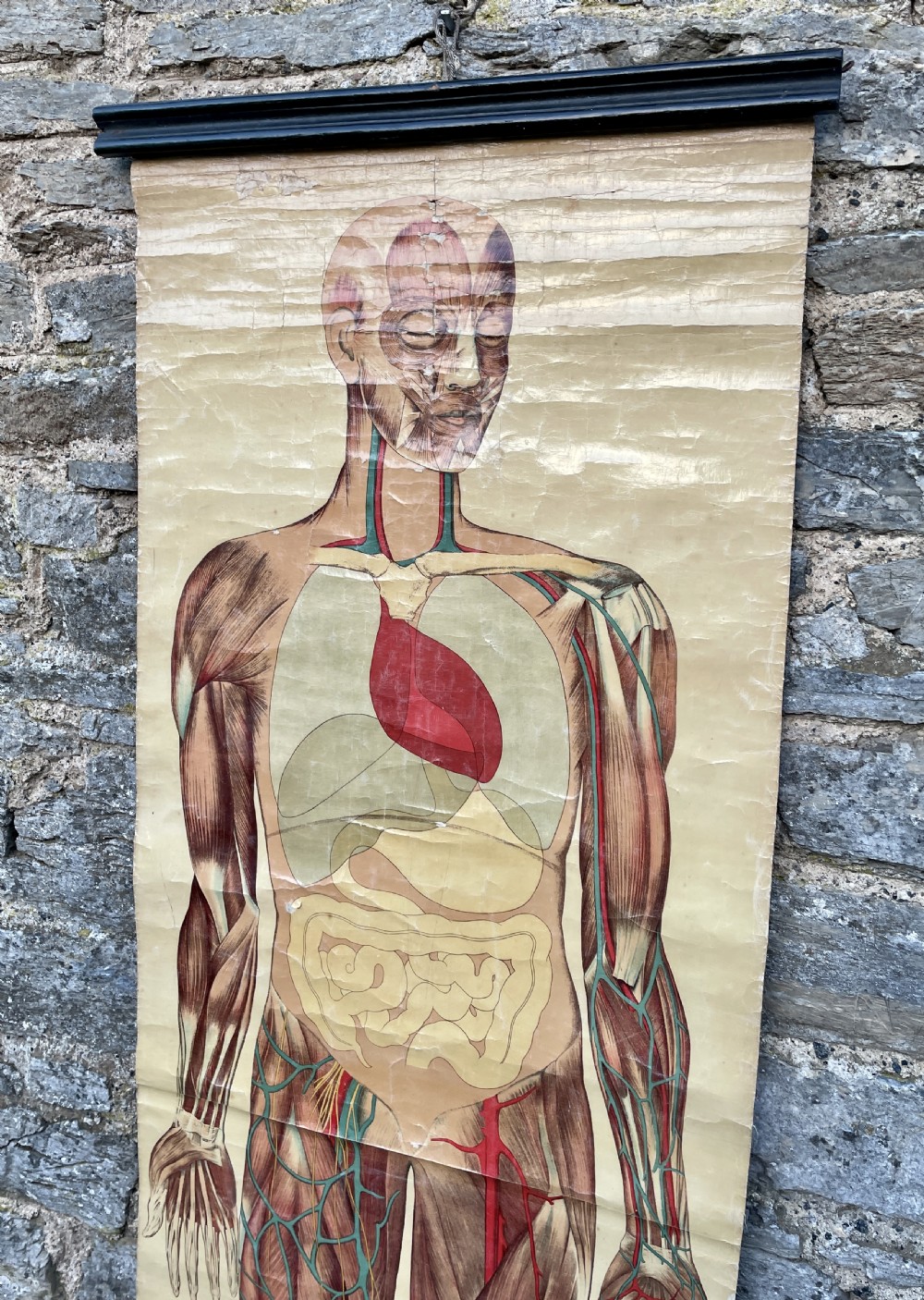 Vintage Anatomical Human Body Poster  View II