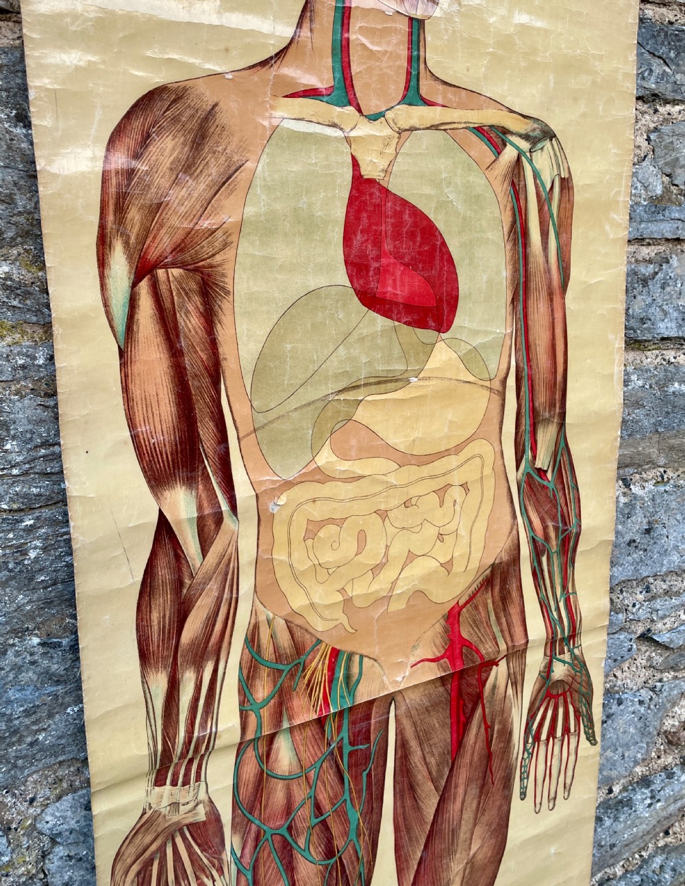 Vintage Anatomical Human Body Poster  View III