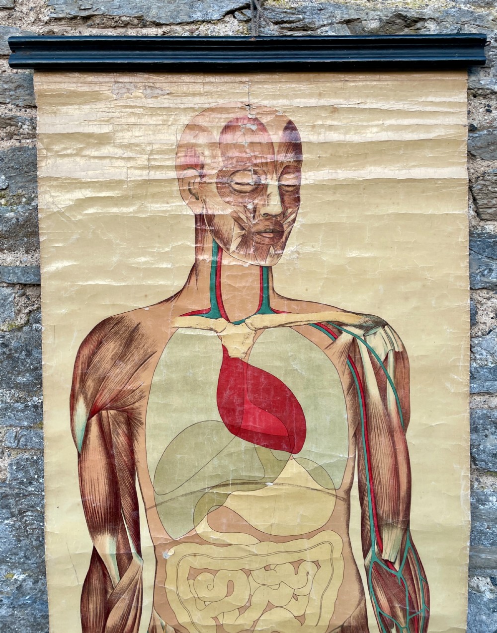 Vintage Anatomical Human Body Poster  View IV