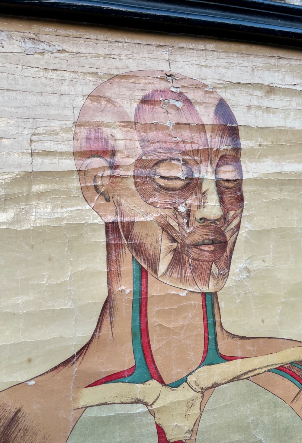 Vintage Anatomical Human Body Poster  View V