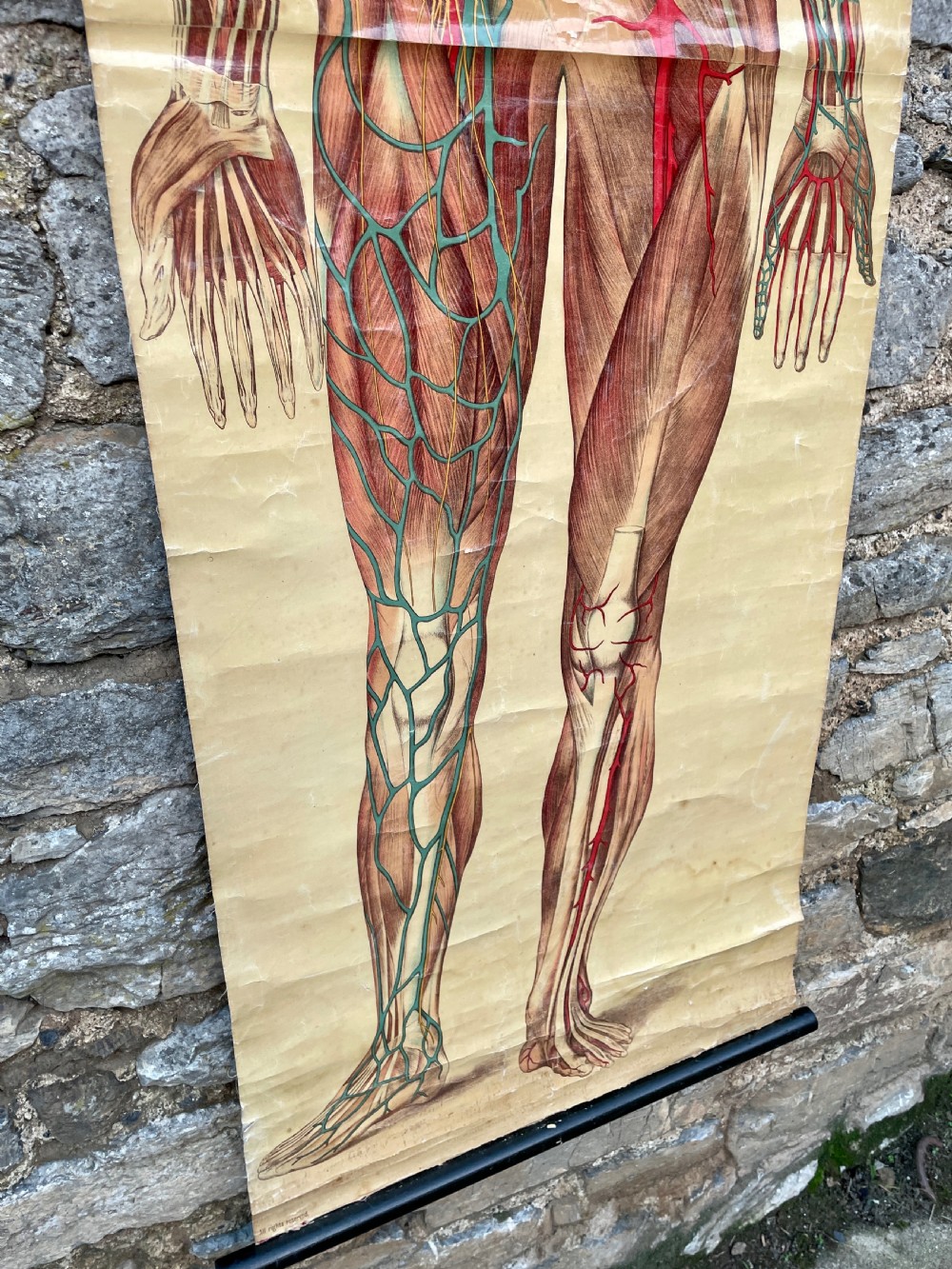 Vintage Anatomical Human Body Poster  View VI