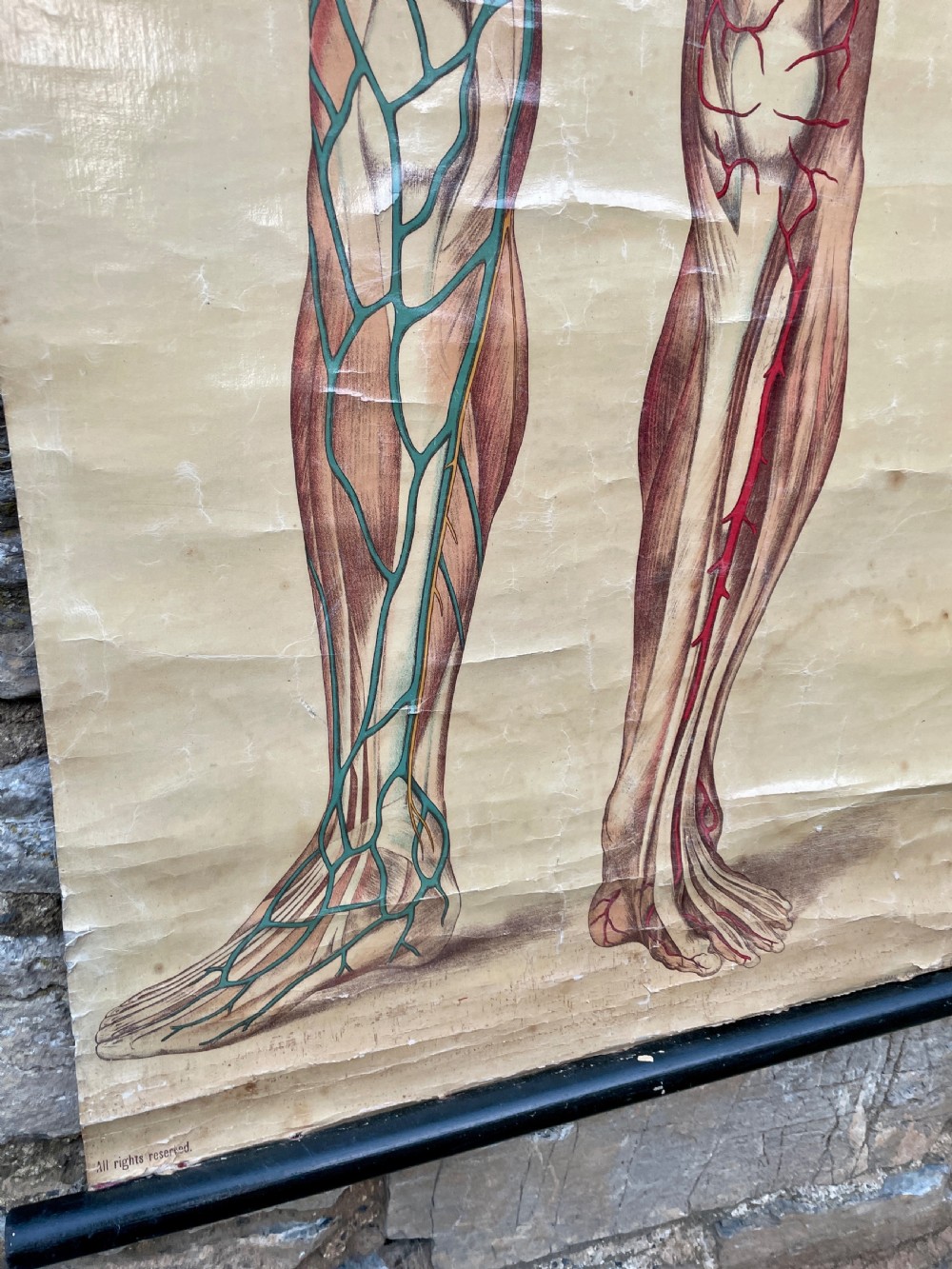 Vintage Anatomical Human Body Poster  View VIII