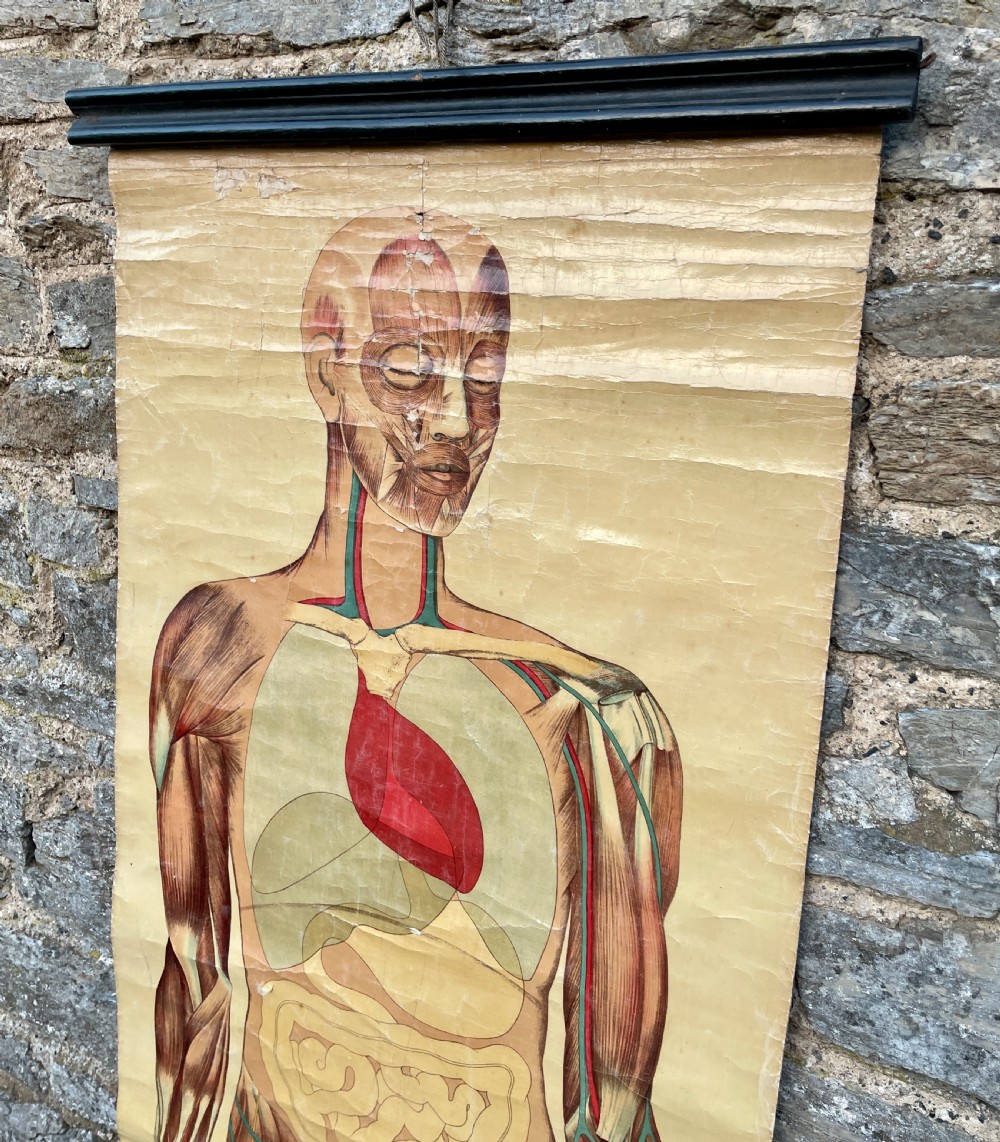 Vintage Anatomical Human Body Poster  View IX