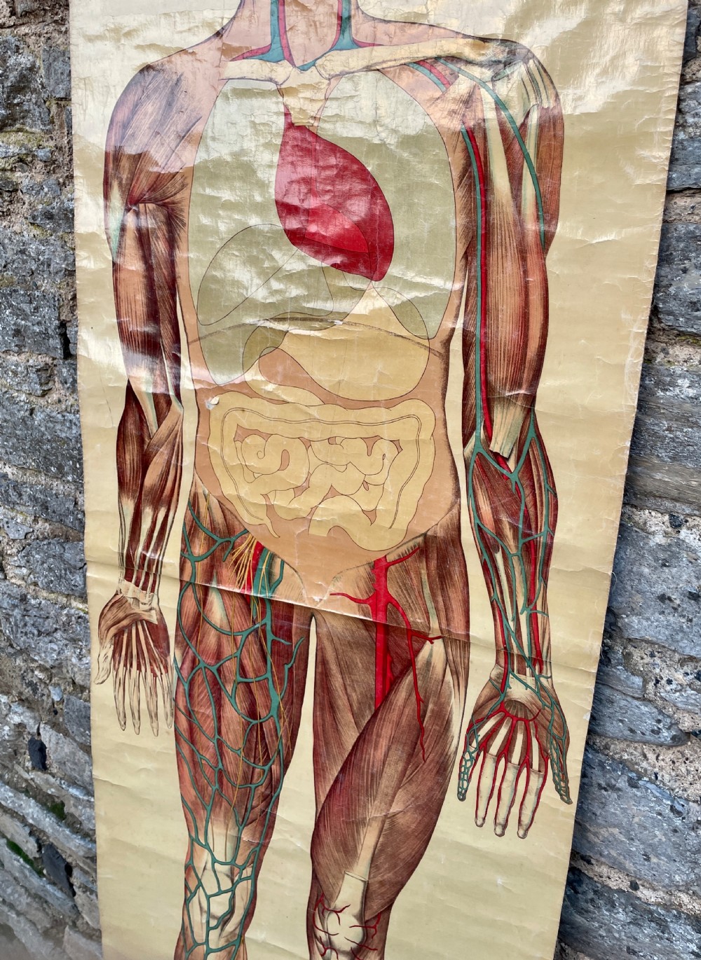 Vintage Anatomical Human Body Poster  View XI