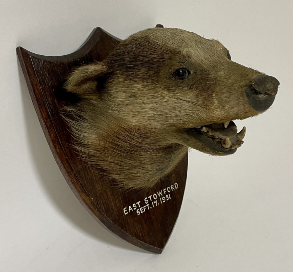 Antique Taxidermy Badger