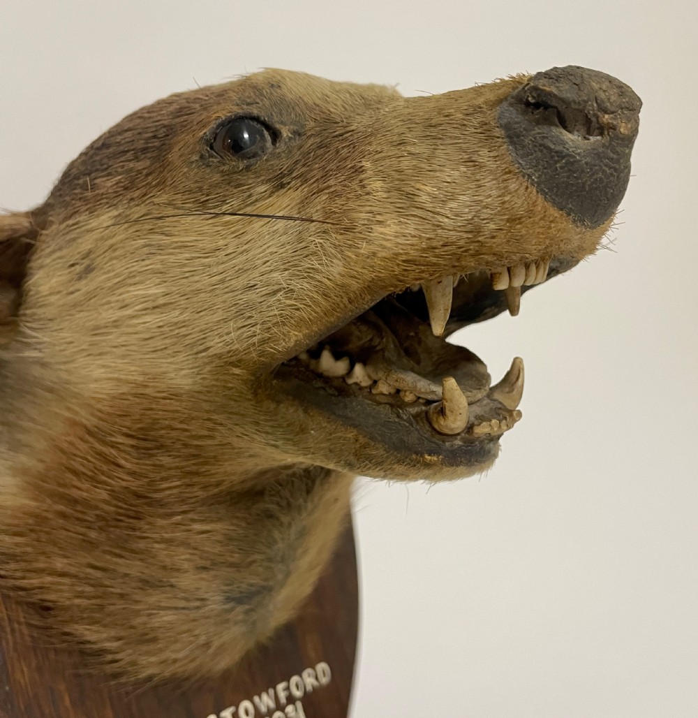Antique Taxidermy Badger View IX