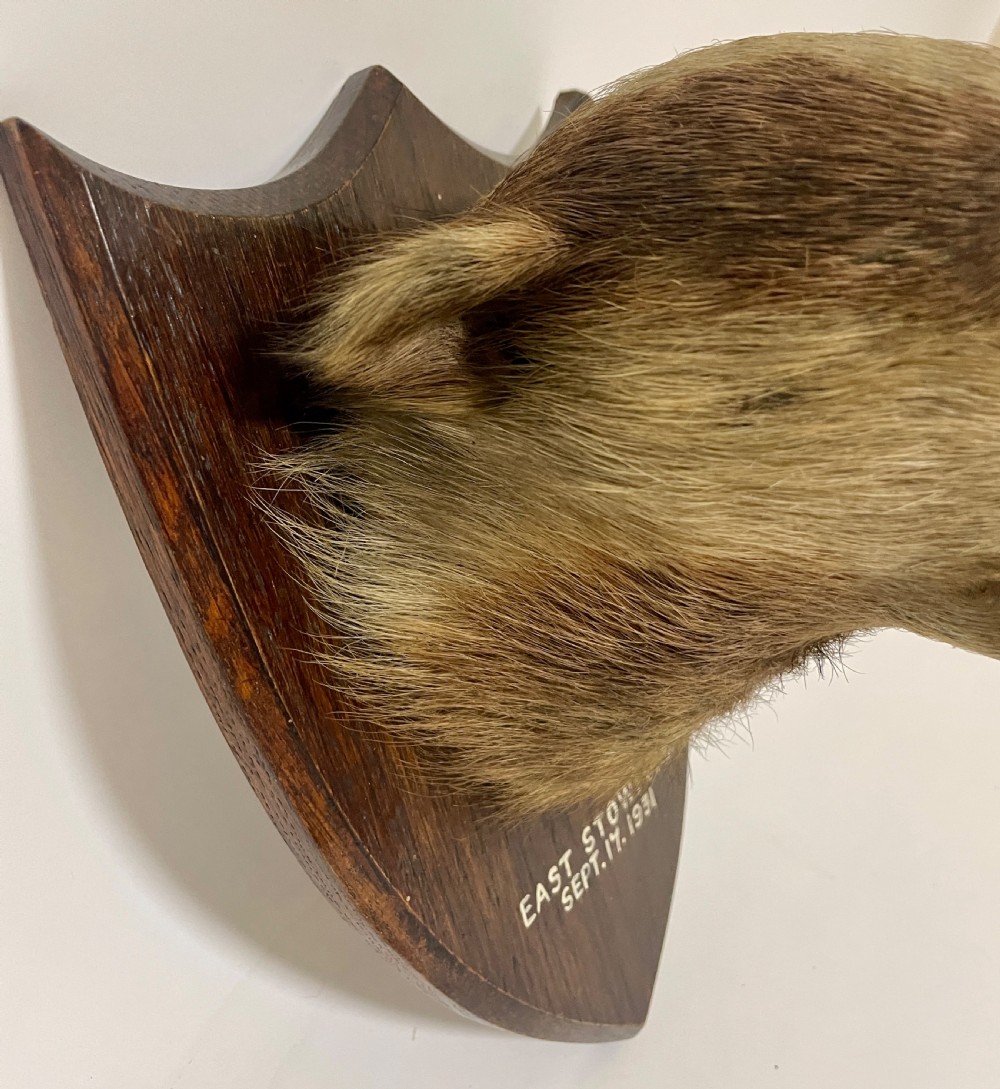 Antique Taxidermy Badger View X