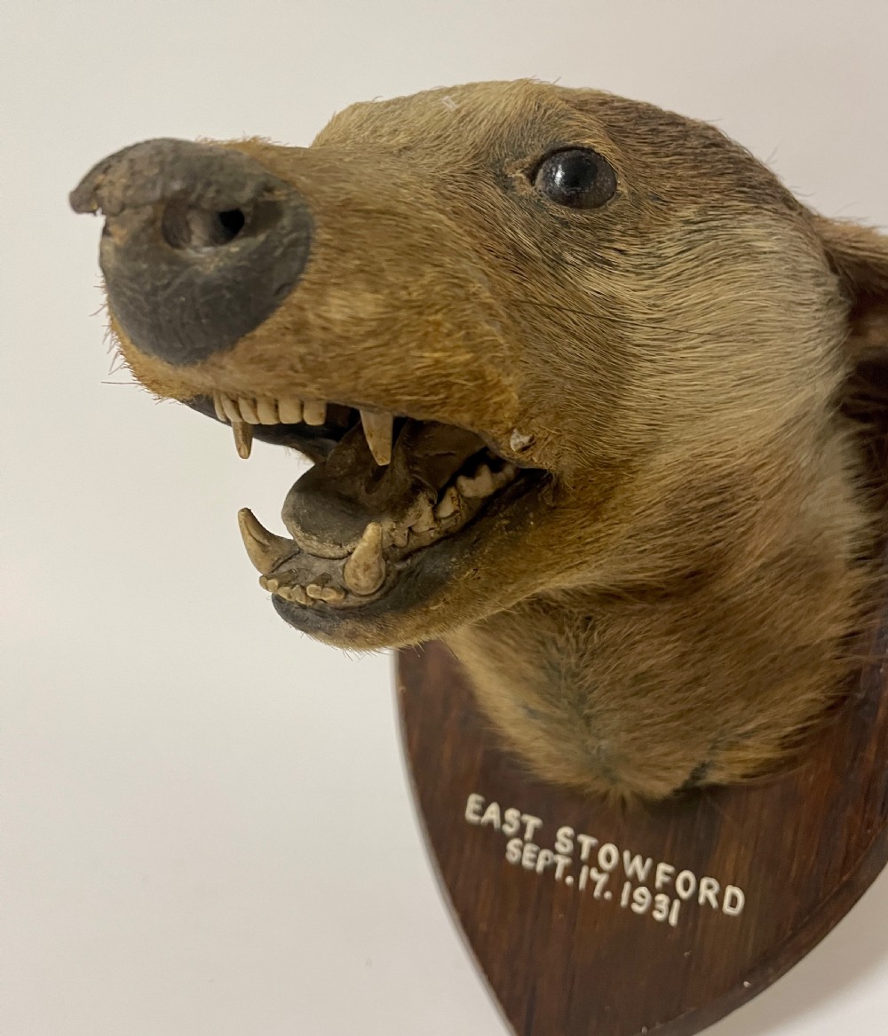 Antique Taxidermy Badger View XI