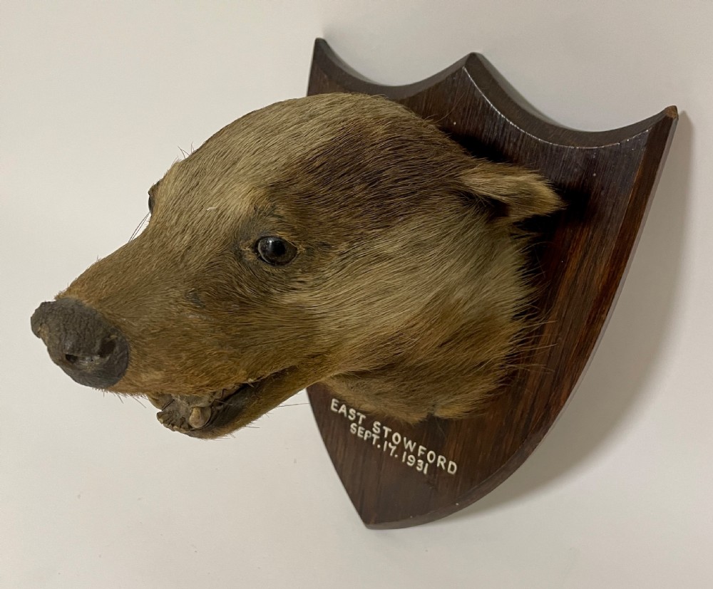 Antique Taxidermy Badger View XII
