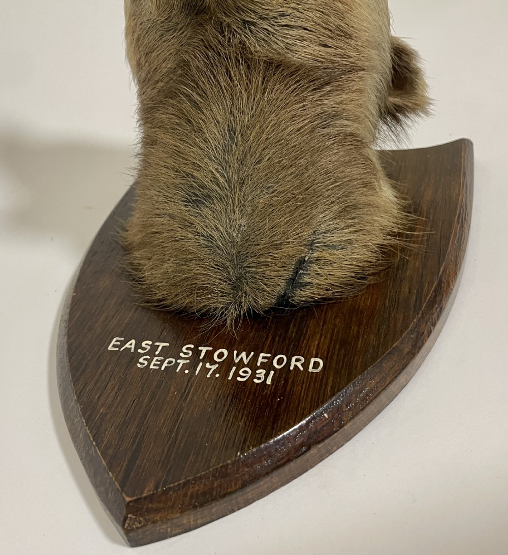 Antique Taxidermy Badger View XIV