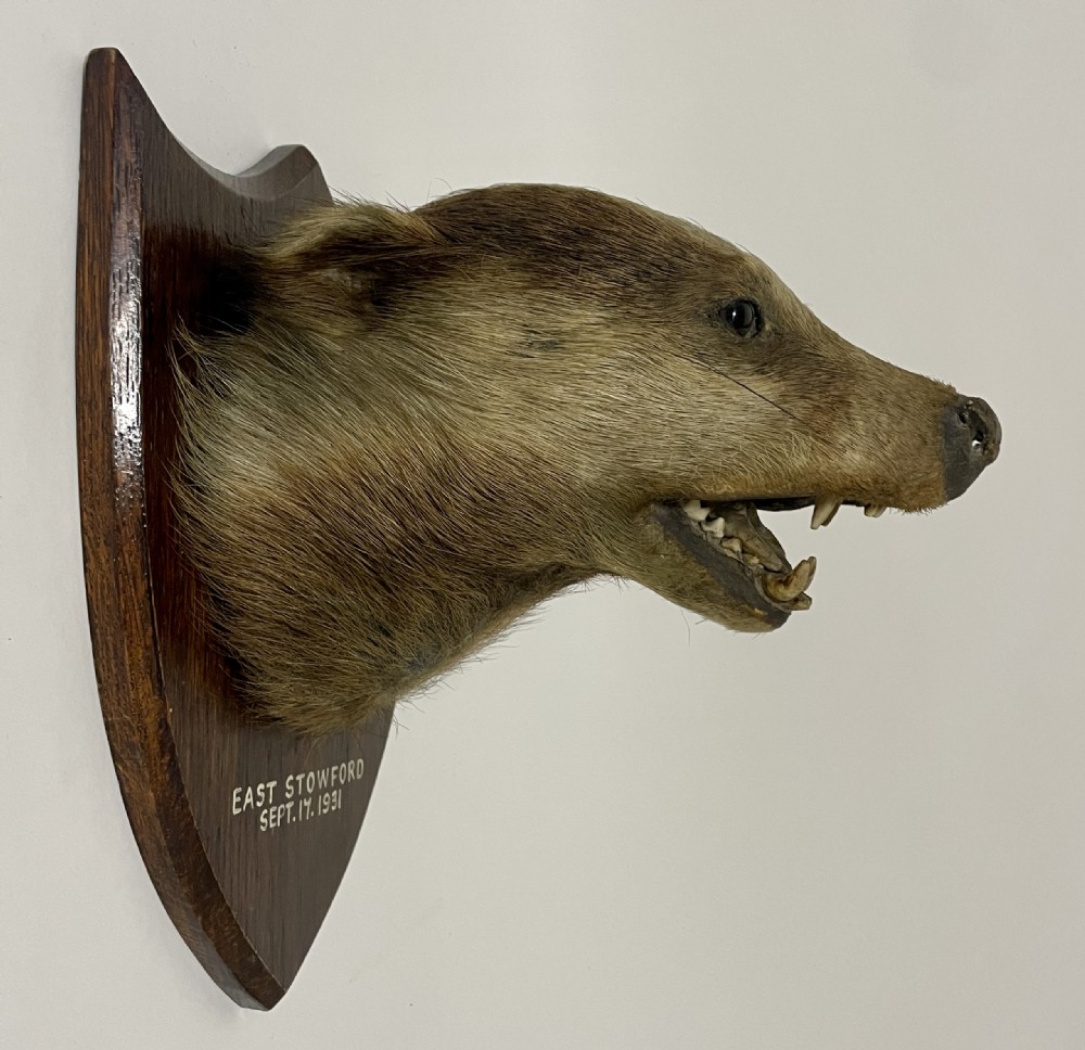 Antique Taxidermy Badger View XV