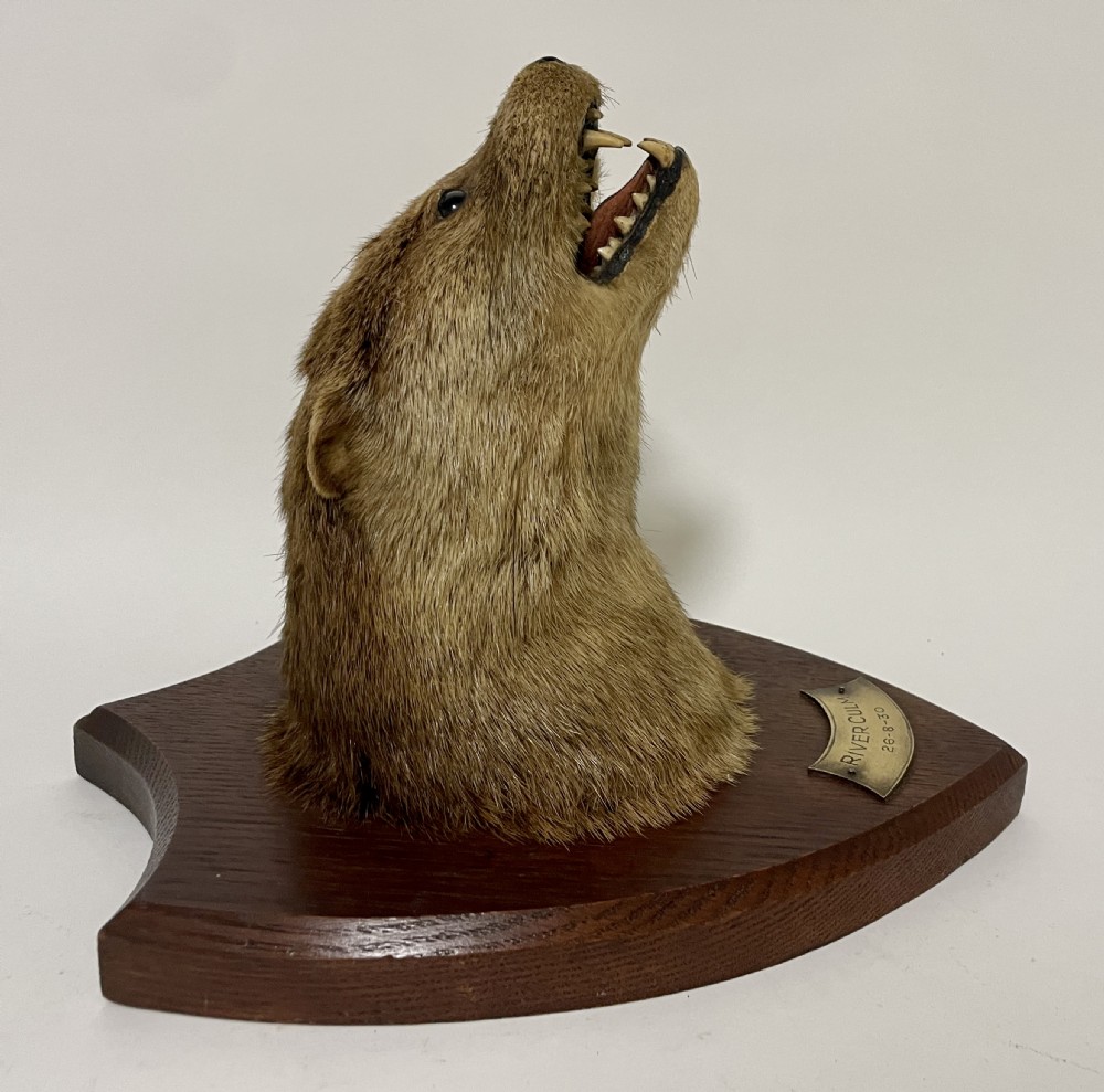 Antique Taxidermy Otter View II