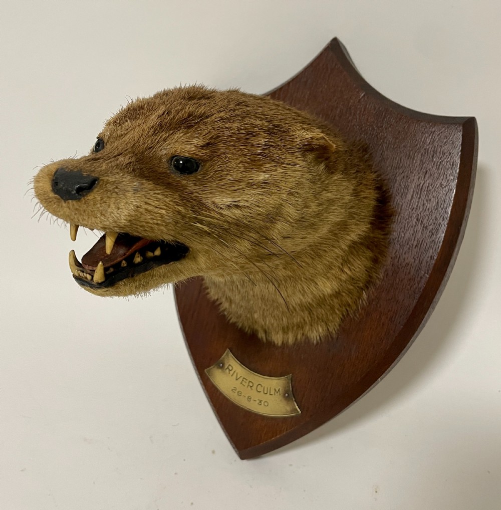 Antique Taxidermy Otter View IV