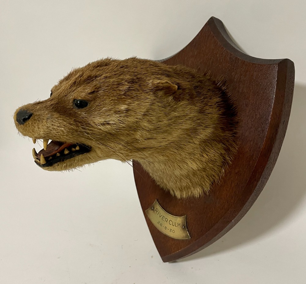 Antique Taxidermy Otter View V