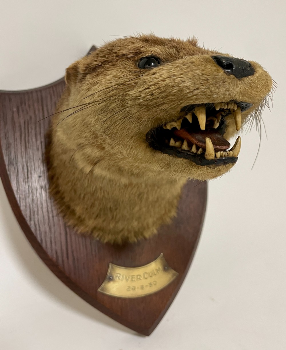 Antique Taxidermy Otter View VI