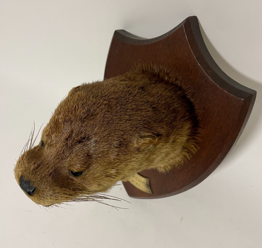 Antique Taxidermy Otter View VIII