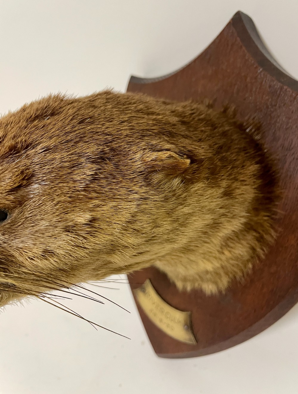 Antique Taxidermy Otter View IX