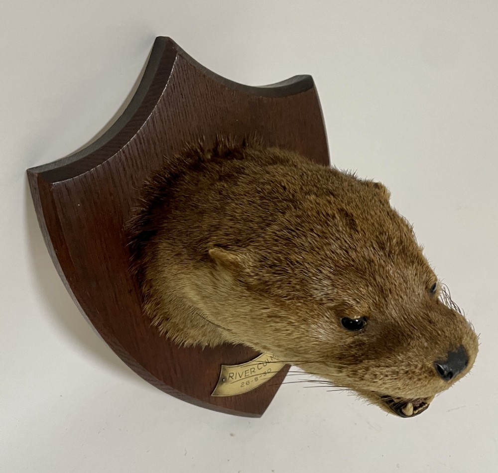 Antique Taxidermy Otter View XI