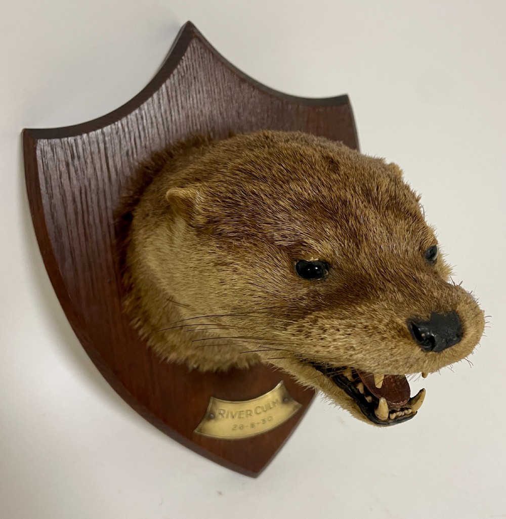 Antique Taxidermy Otter View XII