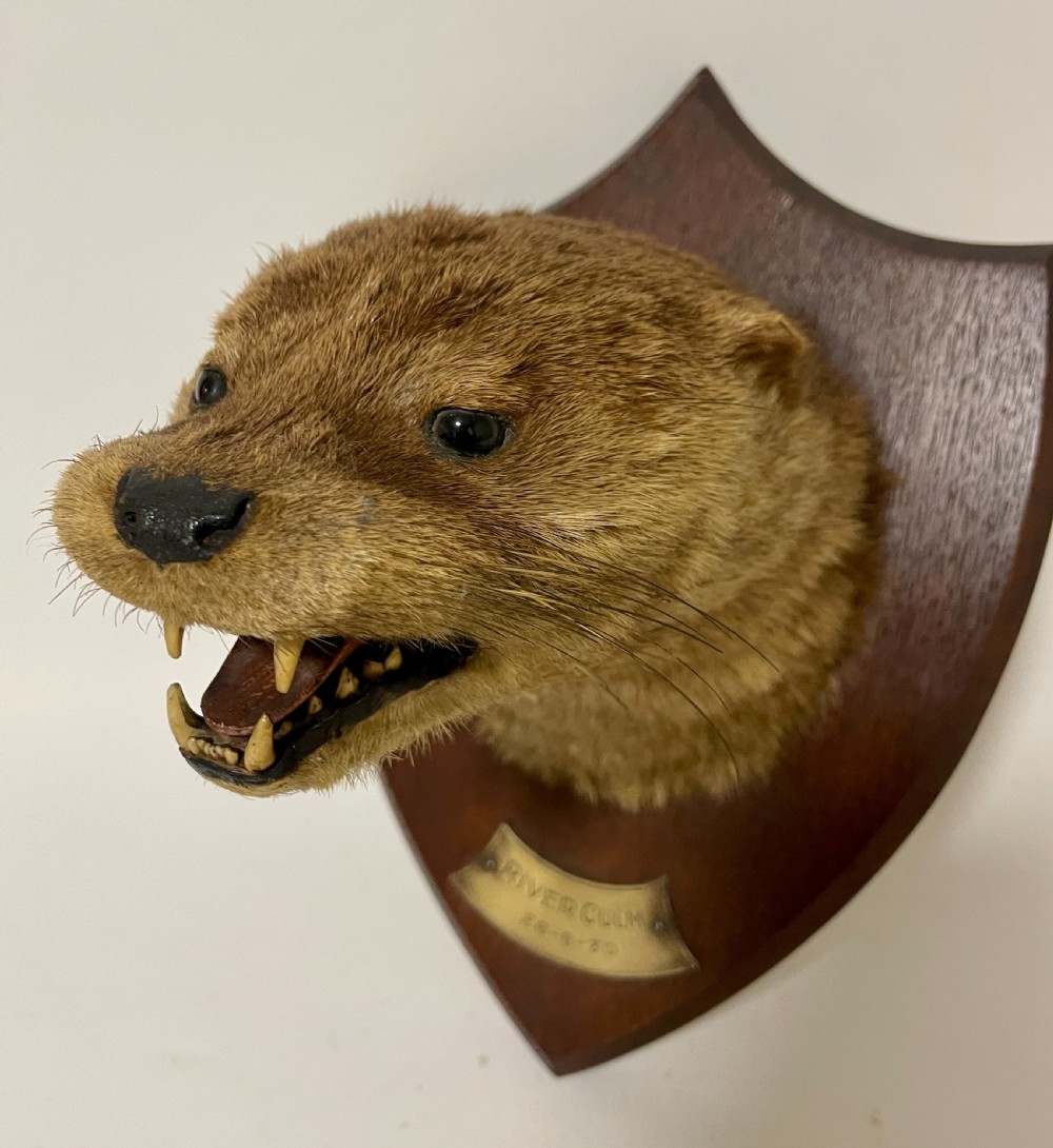 Antique Taxidermy Otter View XIV
