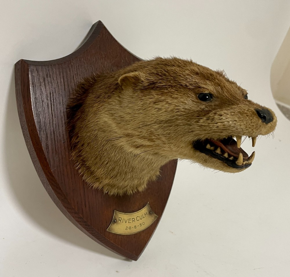 Antique Taxidermy Otter View XVI