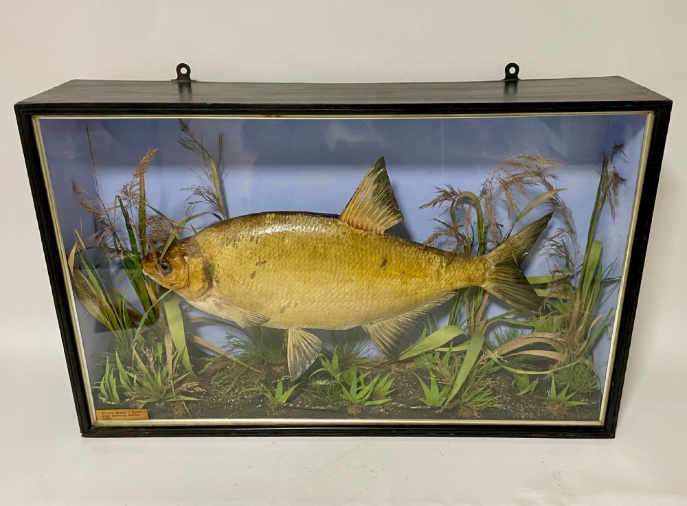 Taxidermy Bream 1909
