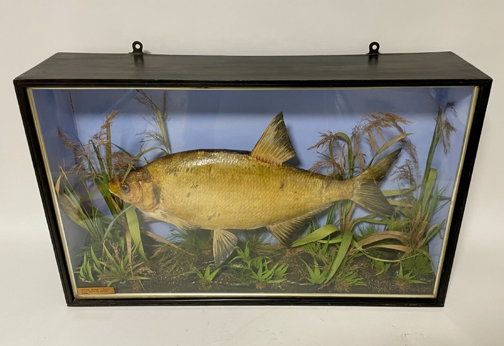 Taxidermy Bream 1909 View II