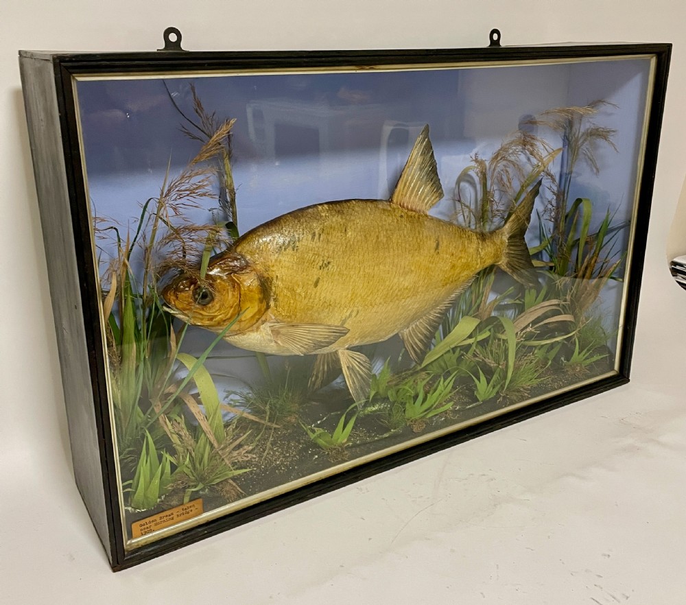 Taxidermy Bream 1909 View III