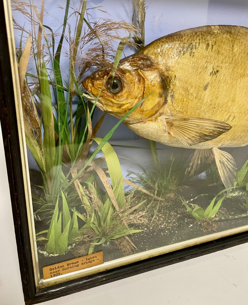 Taxidermy Bream 1909 View V