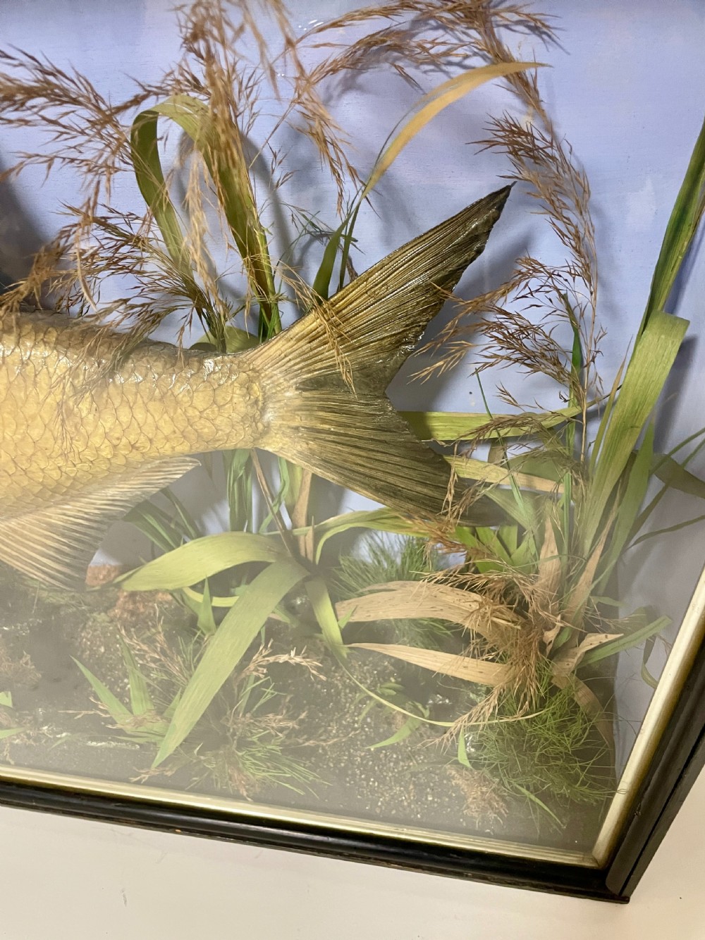 Taxidermy Bream 1909 View VI