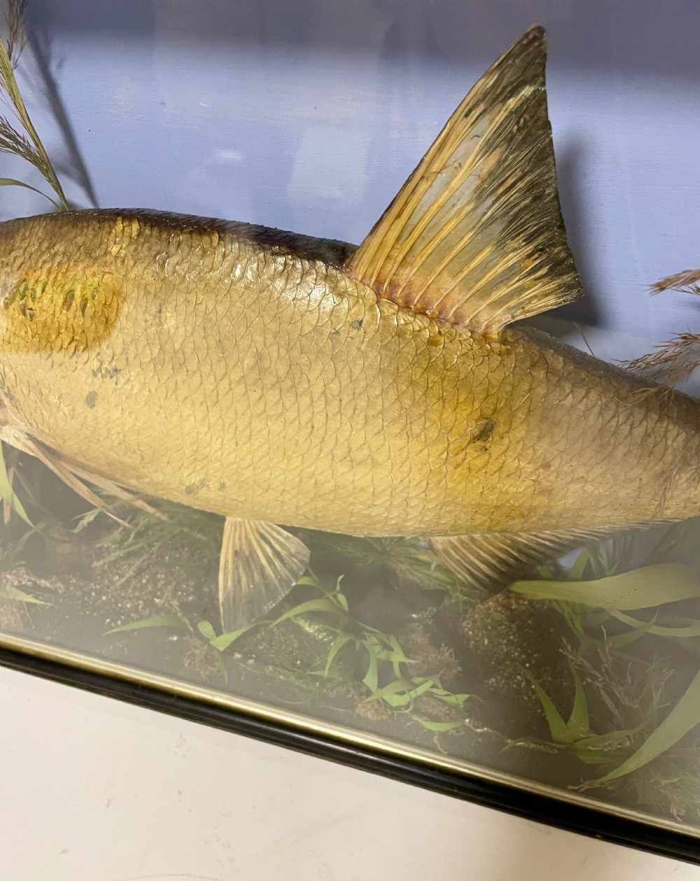 Taxidermy Bream 1909 View VIII