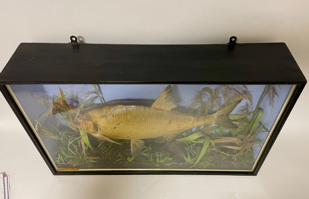 Taxidermy Bream 1909 View IX