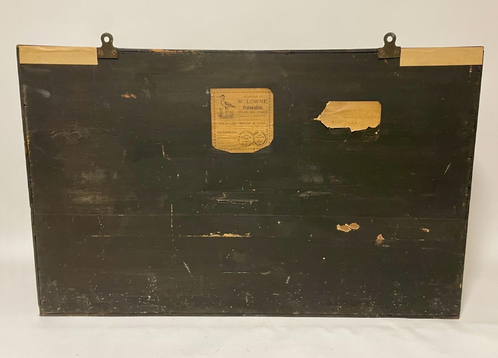 Taxidermy Bream 1909 View XI