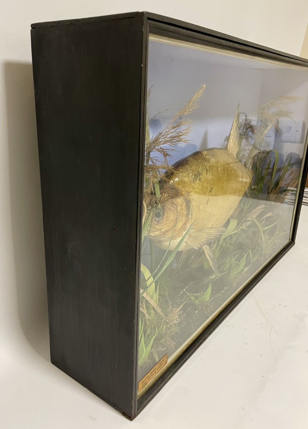 Taxidermy Bream 1909 View XIII