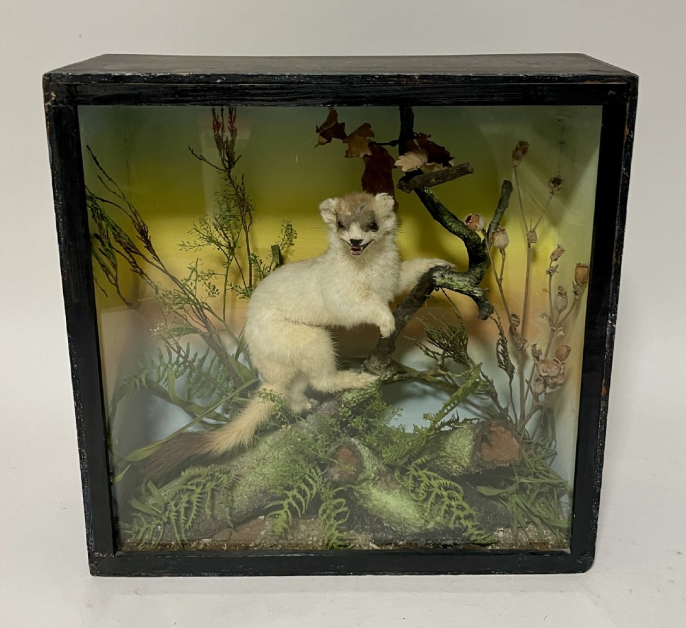 Victorian Taxidermy Ermine by James Gardner
