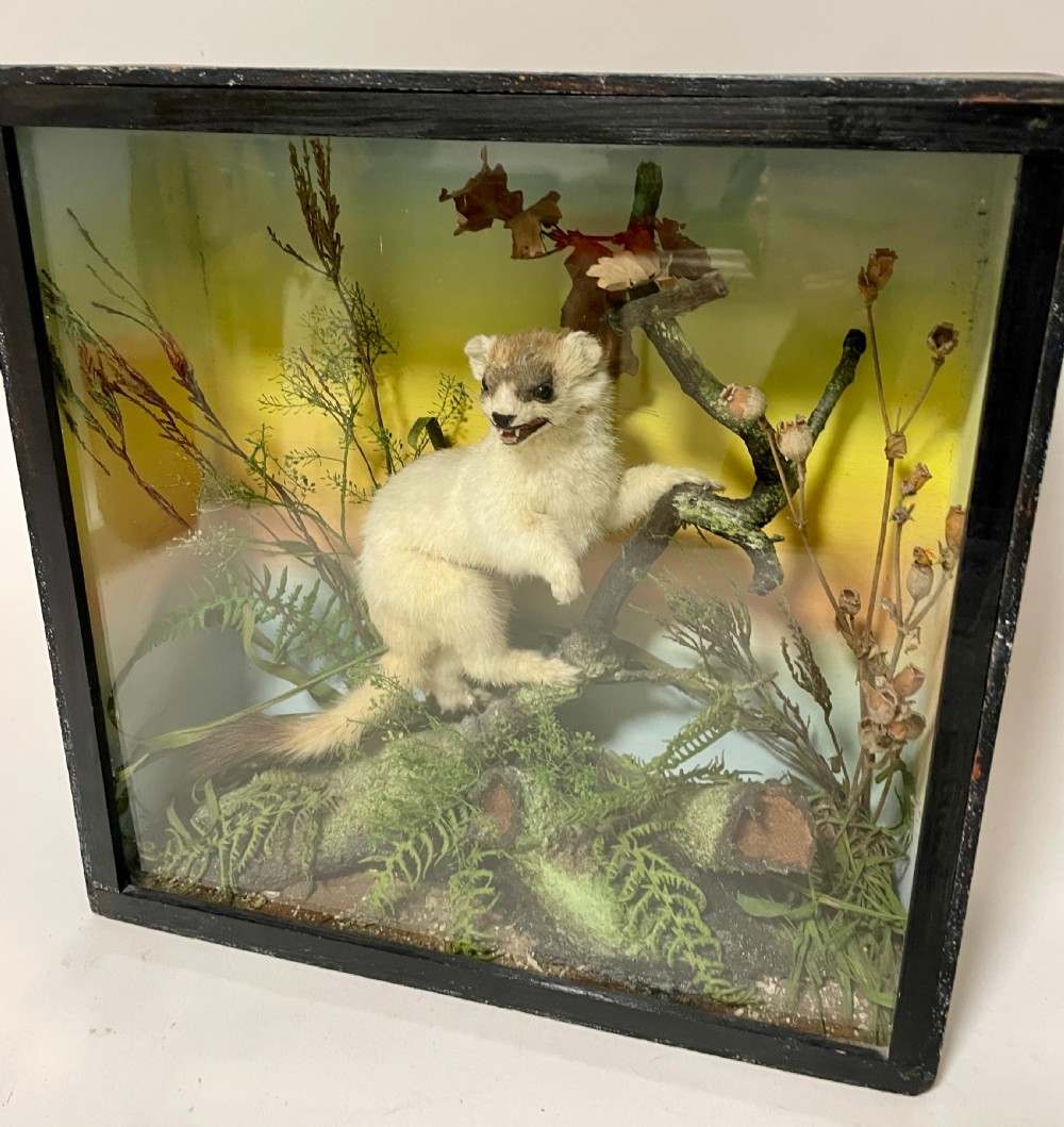 Victorian Taxidermy Ermine by James Gardner View II