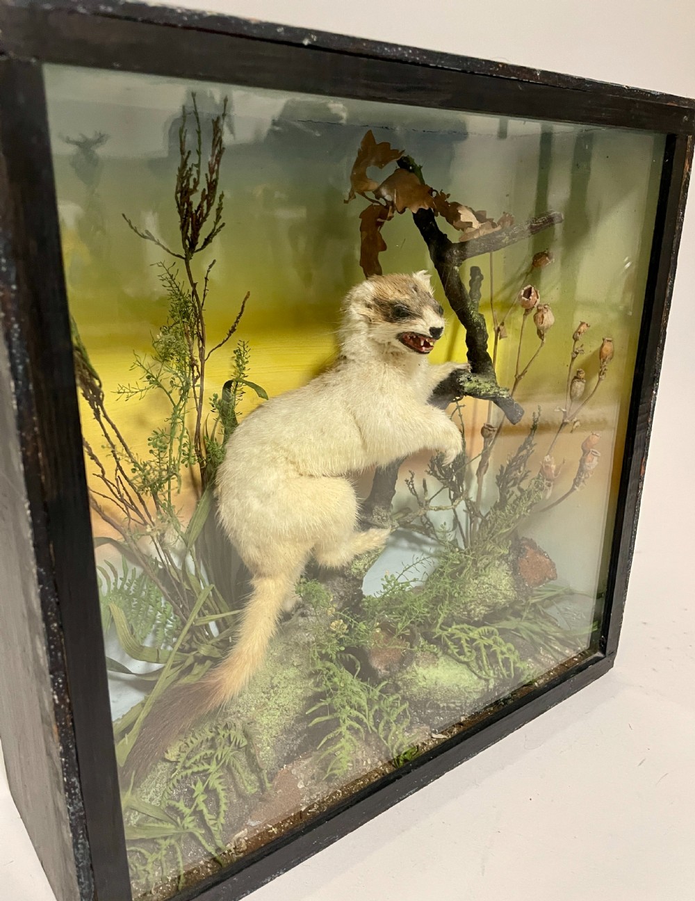 Victorian Taxidermy Ermine by James Gardner View III