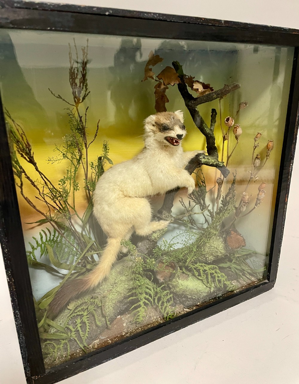 Victorian Taxidermy Ermine by James Gardner View VI