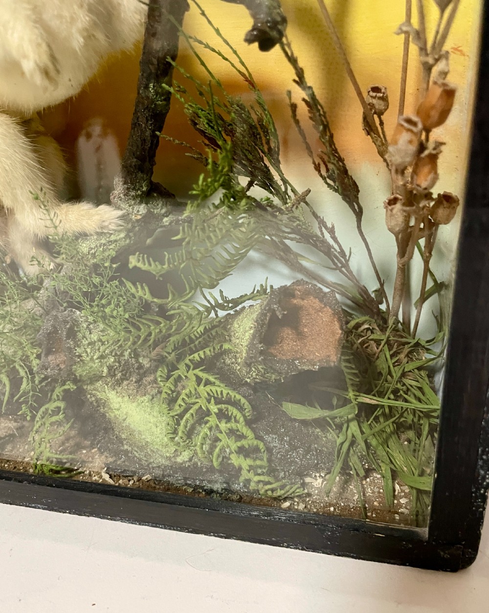 Victorian Taxidermy Ermine by James Gardner View VII