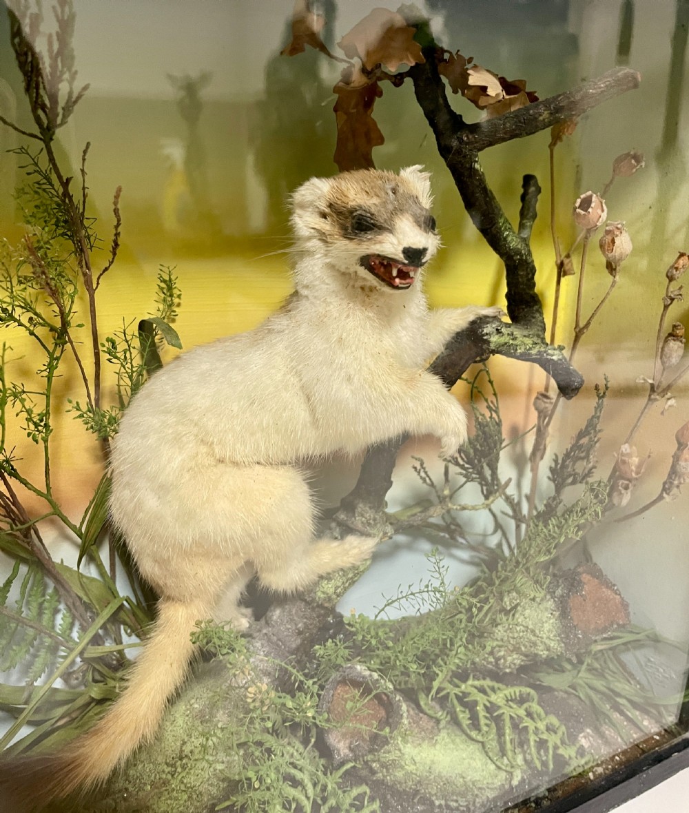 Victorian Taxidermy Ermine by James Gardner View VIII