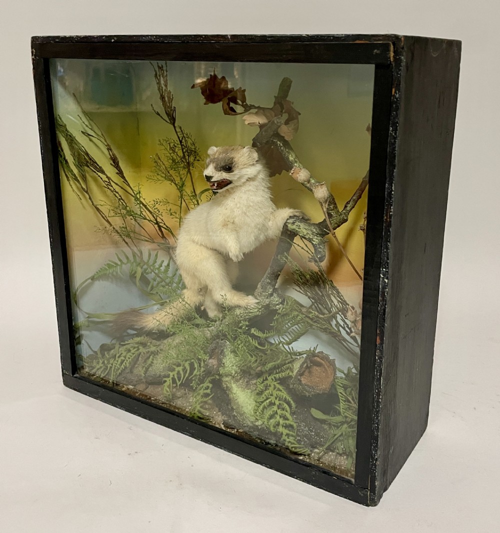 Victorian Taxidermy Ermine by James Gardner View IX