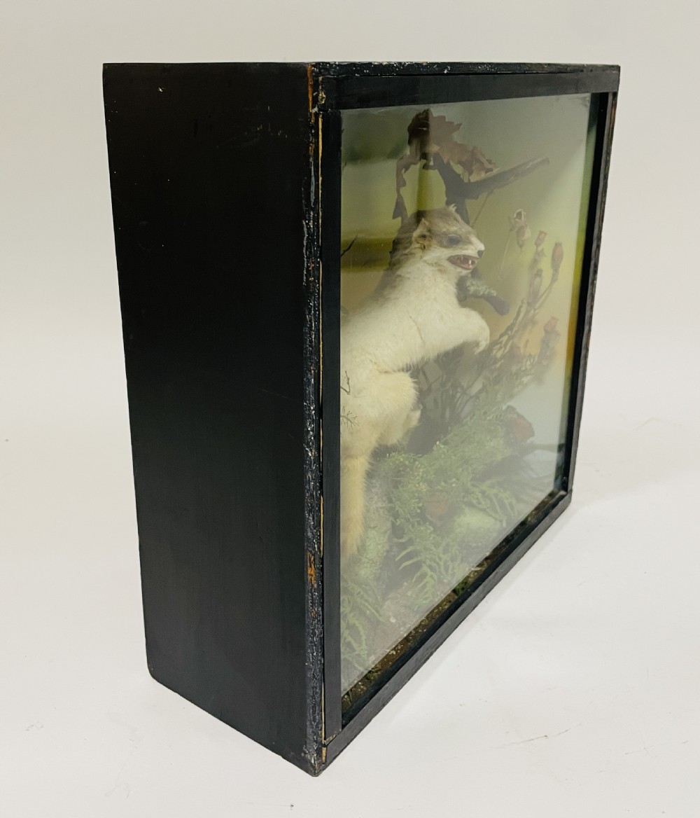 Victorian Taxidermy Ermine by James Gardner View X