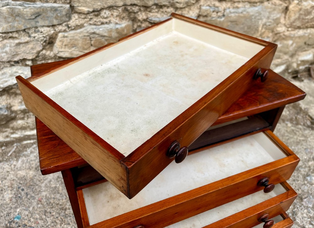 Victorian Specimen Collectors Chest View V