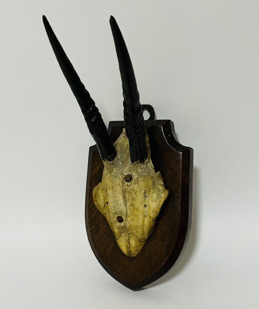 African Duiker Horns 1938