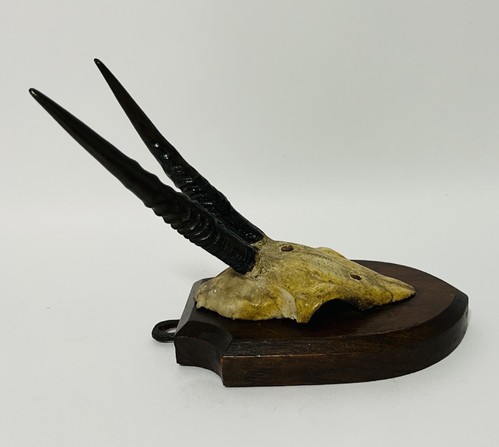 African Duiker Horns 1938 View VI