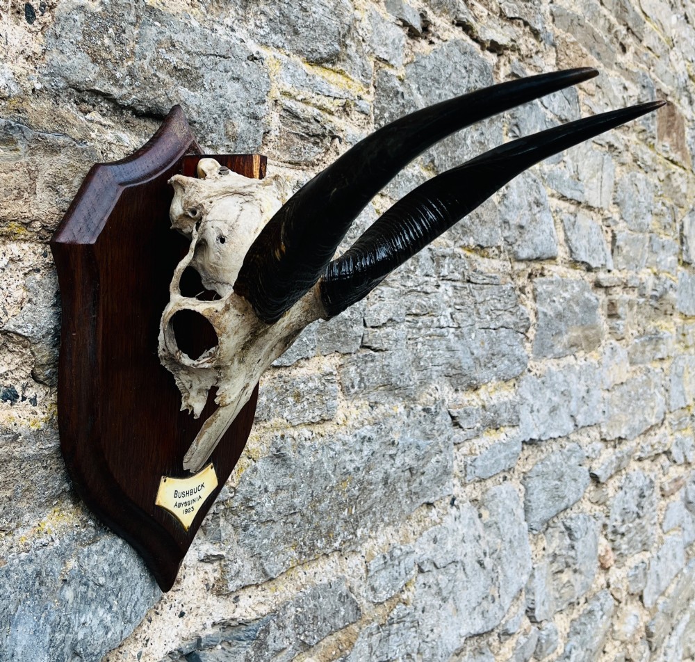 A pair of spiralled black bushbuck horns attached to a bone skull fragment, mounted on a dark shield-shaped wooden plaque with a small inscribed brass label at the base. View II