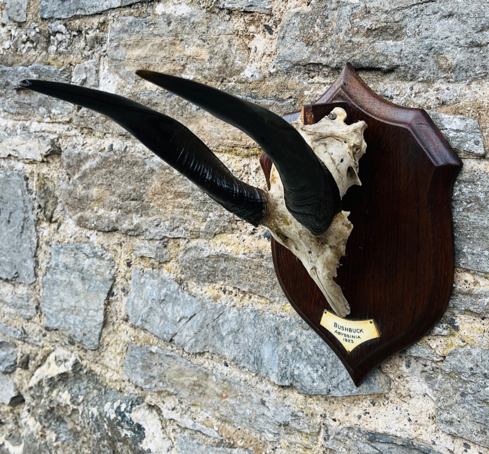 A pair of spiralled black bushbuck horns attached to a bone skull fragment, mounted on a dark shield-shaped wooden plaque with a small inscribed brass label at the base. View III