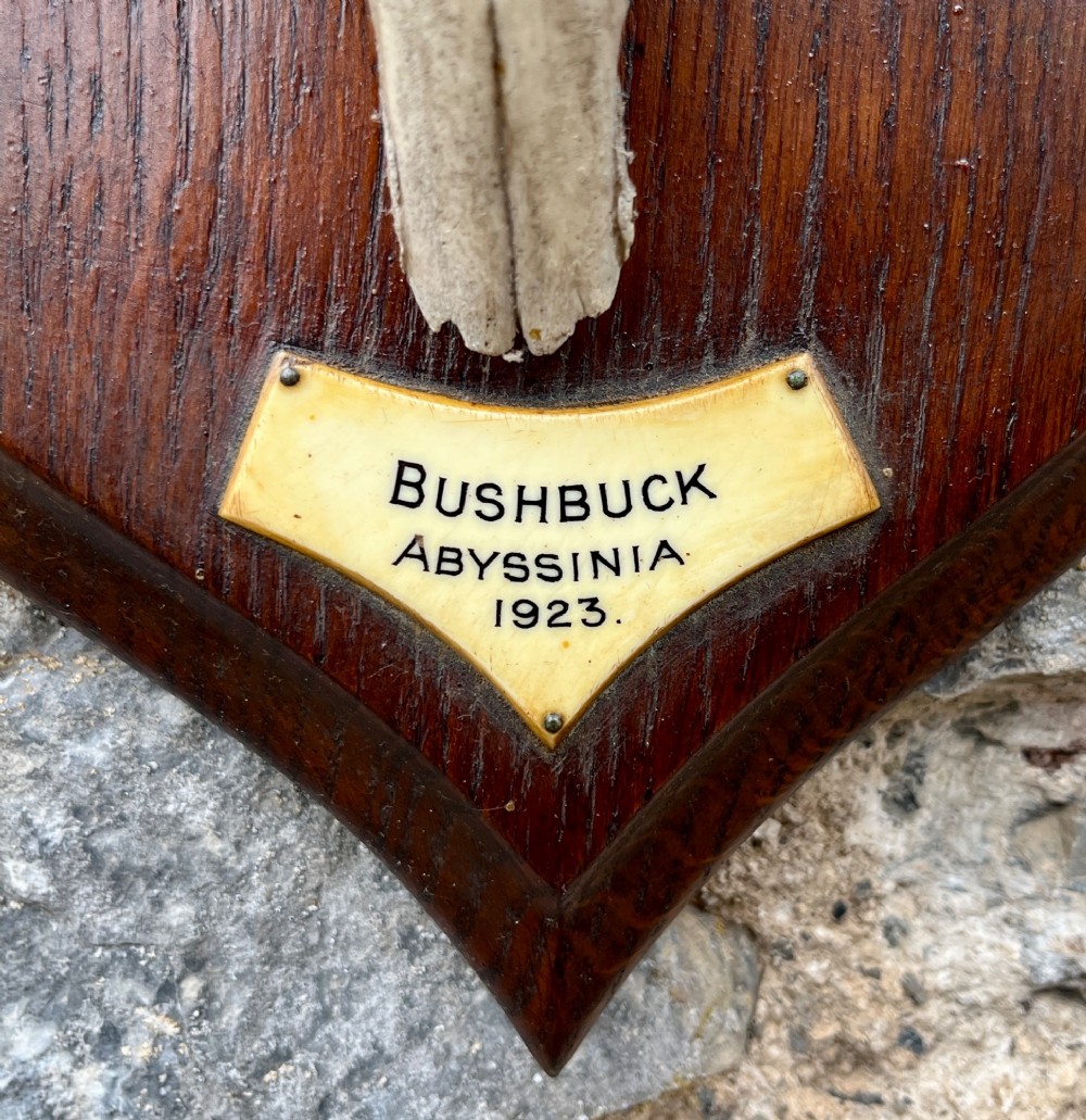 A pair of spiralled black bushbuck horns attached to a bone skull fragment, mounted on a dark shield-shaped wooden plaque with a small inscribed brass label at the base. View IV
