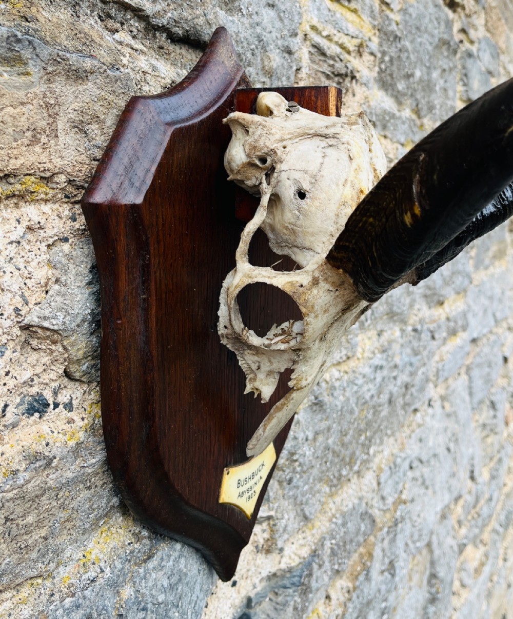 A pair of spiralled black bushbuck horns attached to a bone skull fragment, mounted on a dark shield-shaped wooden plaque with a small inscribed brass label at the base. View V