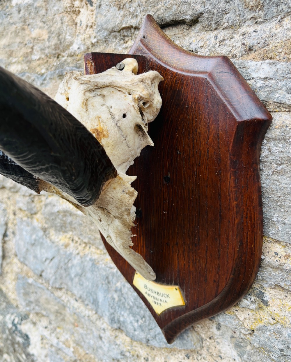 A pair of spiralled black bushbuck horns attached to a bone skull fragment, mounted on a dark shield-shaped wooden plaque with a small inscribed brass label at the base. View VI